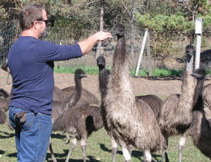 Green Plate Challenge’ Brings Business to Local Emu Farm