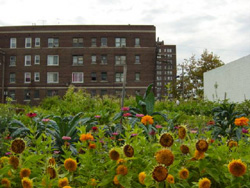 Urban Agriculture: A True Story from WWII