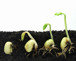 Extinction? Forever! Seed-Saving Class? Next Month!