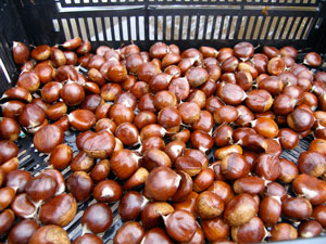 Our Voices: Chestnut Time!