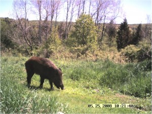 Wild Swine, the DNR and a Solution