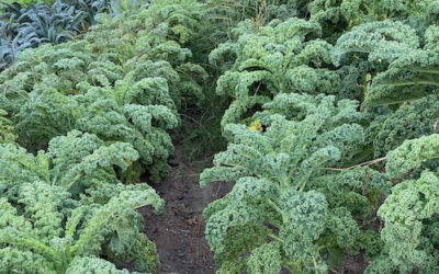A Farmer Sells to a Nearby School — and a Transformation Begins