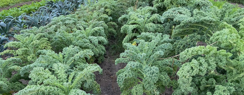 A Farmer Sells to a Nearby School — and a Transformation Begins