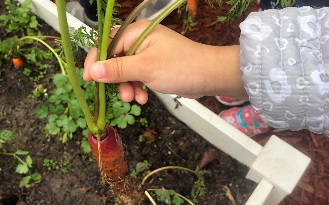 ‘Farm to Early Care and Education’ … What Is It? 