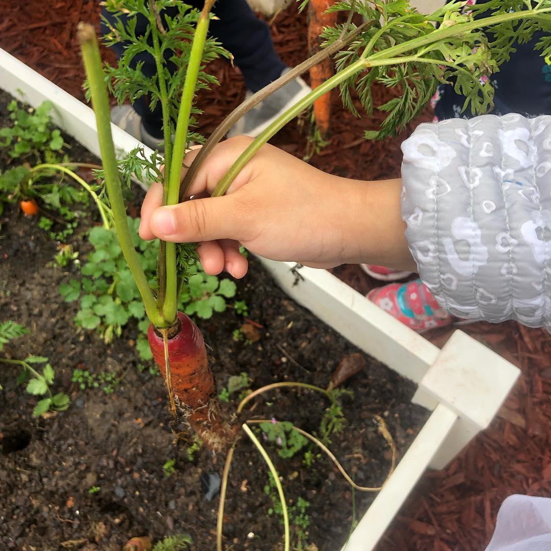  farm to early care and education what is it groundwork center