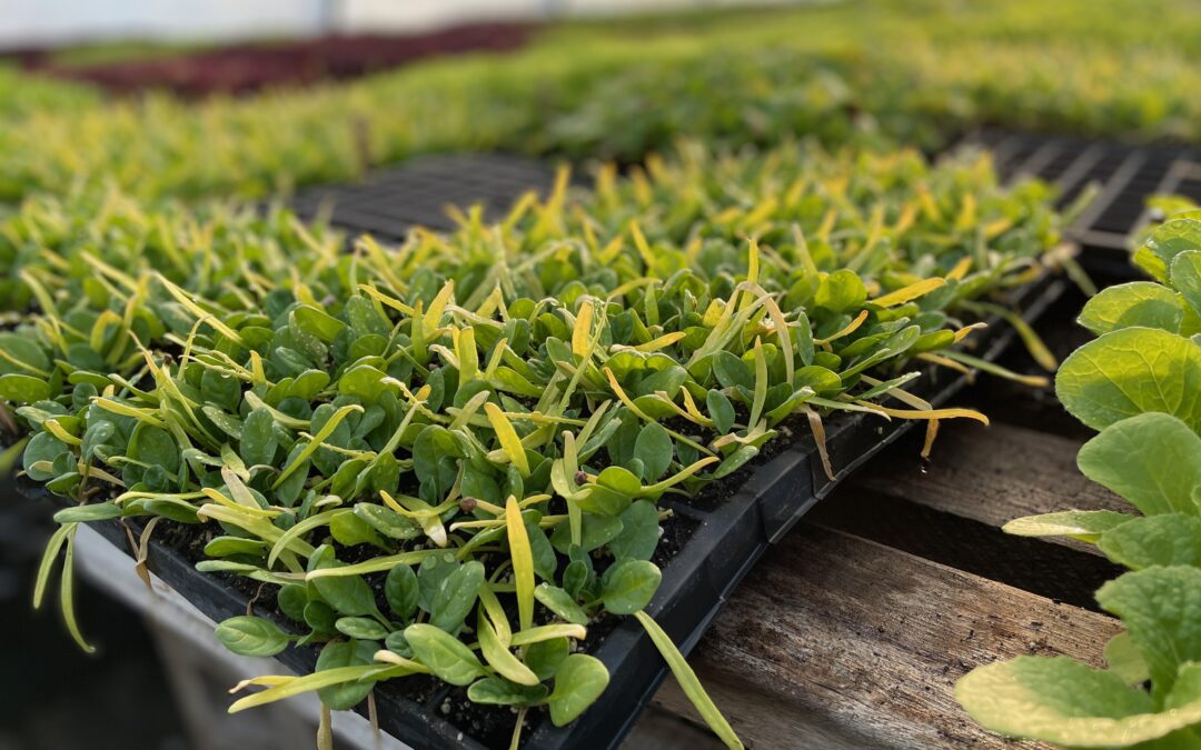 Groundwork to Help Build Resilient Local Food Distribution Networks and Market Opportunities in 16 West Michigan Counties
