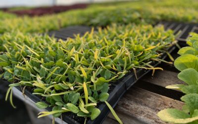 Groundwork to Help Build Resilient Local Food Distribution Networks and Market Opportunities in 16 West Michigan Counties