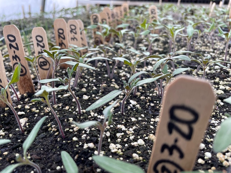 Urban Farmer and Policy Specialist Shares Thoughts on the MI Healthy Climate Conference